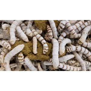Silkworm Handy Packs