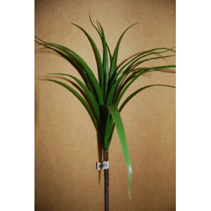 Dracena Stem