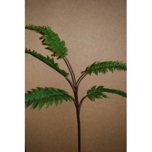 Leather Fern