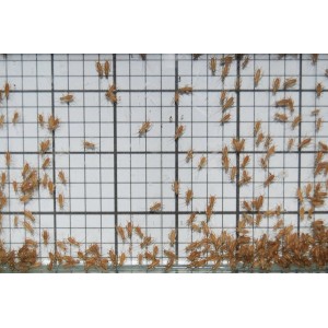 Pinhead Crickets (Qty of 250)