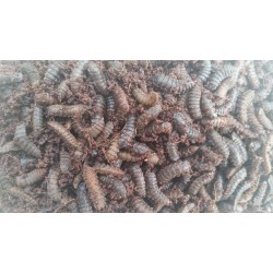 Calci Worms