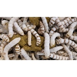 Silkworms