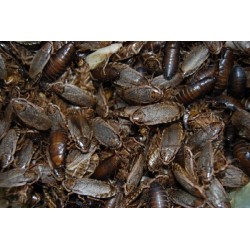 Wood Cockroaches