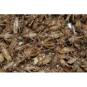 Crickets Handy Pack