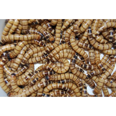 Giant Mealworms Handy Pack
