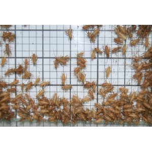 Extra Small Crickets (Qty of 250)