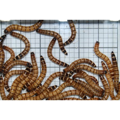 Large Giant Mealworms (Qty of 250)