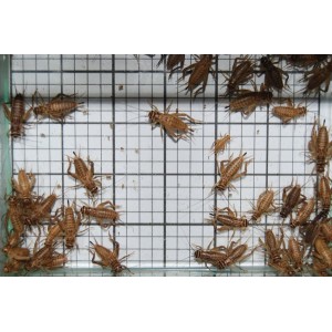 Medium Crickets (Qty of 250)