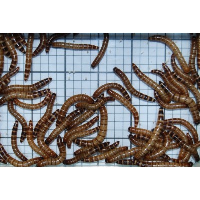 Medium Giant Mealworms (Qty of 250)