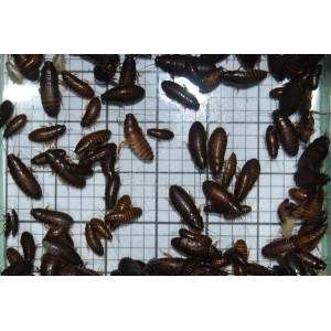 Medium Wood Cockroaches (Qty of 250)