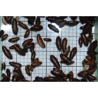 Medium Wood Cockroaches (Qty of 250)