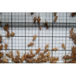 Small Crickets (Qty of 250)