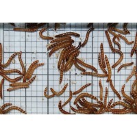 Small Giant Mealworms (Qty of 250)