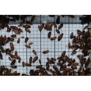 Small Wood Cockroaches (Qty of 250)