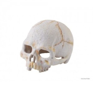 Primate Skull Small