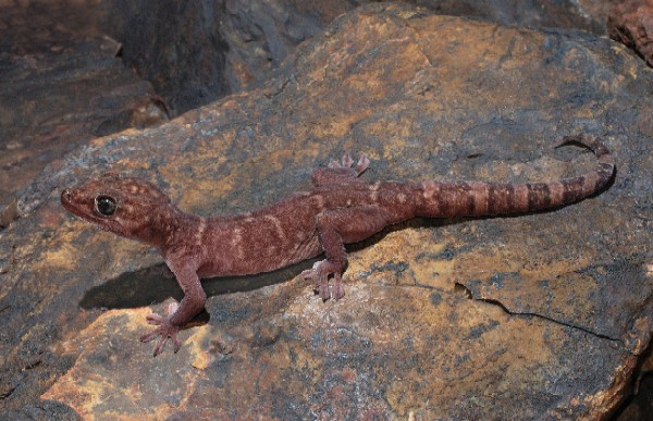 Livefoods Unlimited - Giant Cave Gecko (Caresheet)